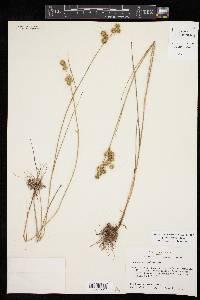 Juncus scirpoides image