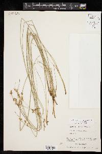 Juncus interior image