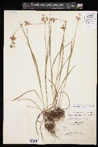 Luzula bulbosa image