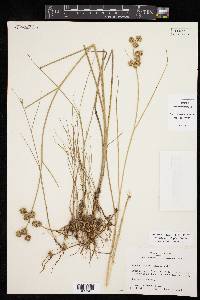 Juncus texanus image