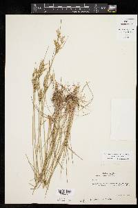 Juncus interior image