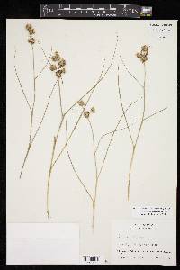 Juncus texanus image