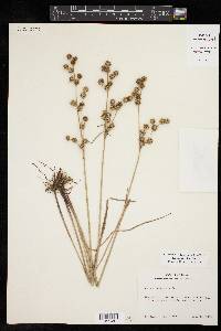 Juncus scirpoides image