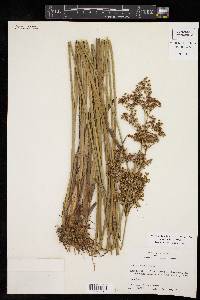 Juncus nodatus image