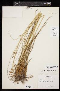 Juncus coriaceus image