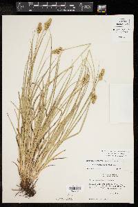 Carex austrina image