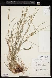 Carex bulbostylis image