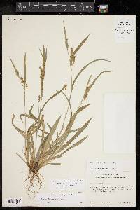 Carex flaccosperma image