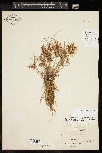 Cyperus niger image