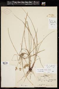 Cyperus retroflexus image