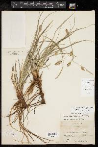 Carex cherokeensis image