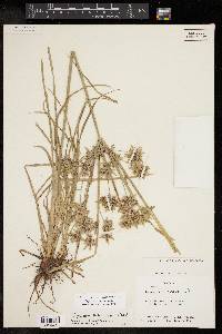 Cyperus ochraceus image