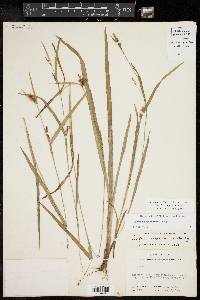 Carex flaccosperma image