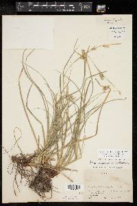 Carex cherokeensis image