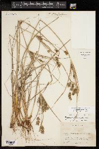 Cyperus schweinitzii image