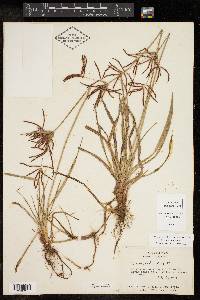 Cyperus rotundus image