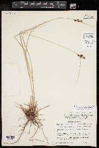 Carex complanata image