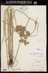 Cyperus virens image