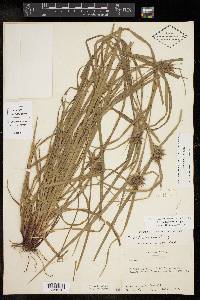 Carex intumescens var. intumescens image