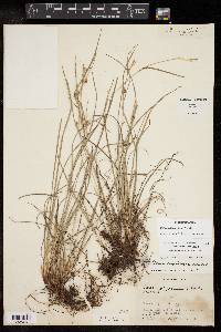 Carex bulbostylis image