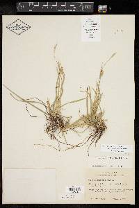 Carex cherokeensis image