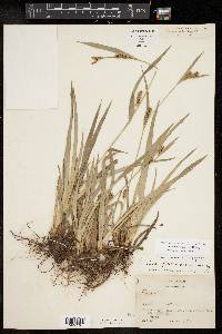 Carex flaccosperma image