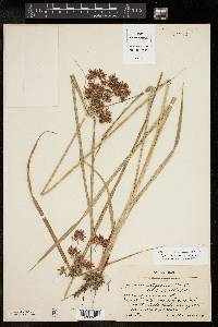 Cyperus setiger image