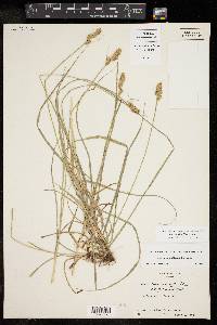 Carex austrina image