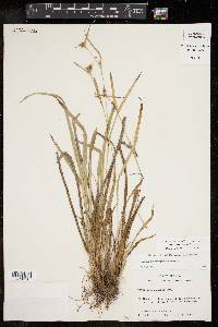 Carex flaccosperma image