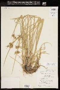 Cyperus ochraceus image