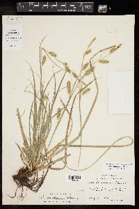 Carex cherokeensis image