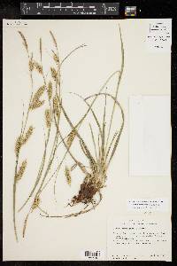 Carex cherokeensis image
