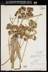 Cyperus virens image