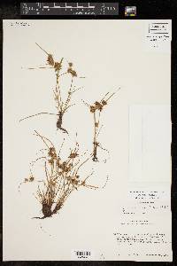 Cyperus squarrosus image