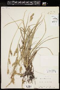 Carex cherokeensis image