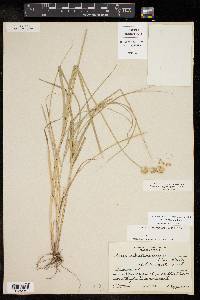 Carex brittoniana image