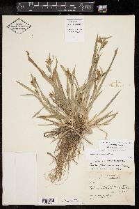 Carex flaccosperma image