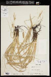 Carex cherokeensis image