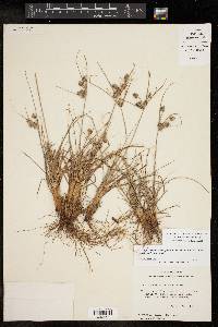 Cyperus retroflexus image