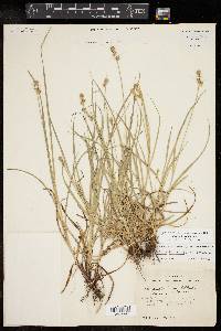 Carex austrina image