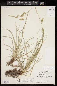 Carex cherokeensis image