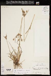 Cyperus retrorsus image