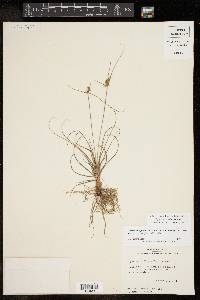 Cyperus retroflexus image