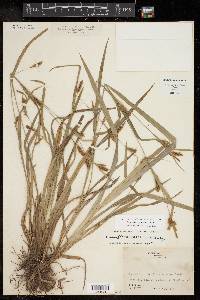 Carex flaccosperma image