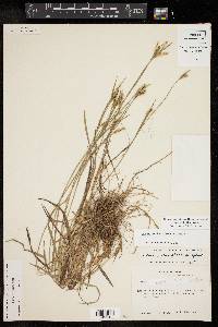 Carex crebriflora image