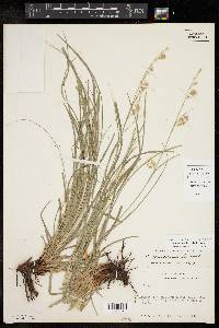 Carex cherokeensis image