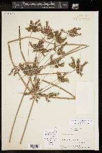 Cyperus iria image