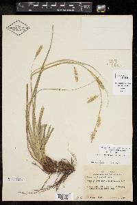 Carex cherokeensis image