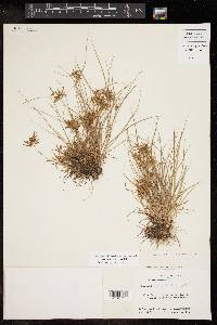 Cyperus polystachyos image