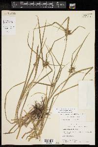 Carex intumescens var. intumescens image